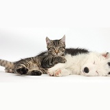 Tabby kitten and sleepy black-and-white Border Collie pup