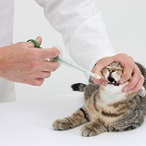 Vet listening giving a pill to a tabby kitten