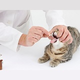 Vet listening giving a pill to a tabby kitten