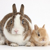 Netherland Dwarf rabbit and baby bunny