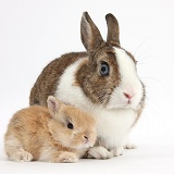 Netherland Dwarf rabbit and baby bunny