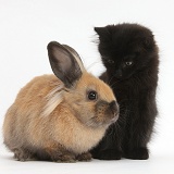 Fluffy black kitten, 9 weeks old, and young rabbit