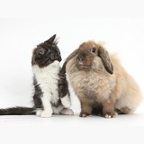 Fluffy dark silver-and-white kitten and rabbit