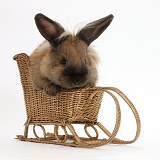 Rabbit playing with a toy wicker sledge