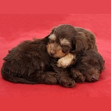 Two cute Daxiedoodle pups sleeping