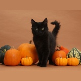 Black Maine Coon kitten and pumpkins