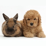 Cute F1b Goldendoodle puppy and rabbit