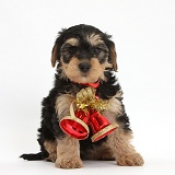 Yorkipoo puppy wearing Christmas bells