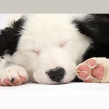 Seeping black-and-white Border Collie puppy