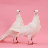 Two white doves on pink background