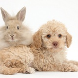 Toy Labradoodle puppy and fluffy bunny