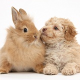 Toy Labradoodle puppy and fluffy bunny