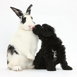 Toy Labradoodle puppy with rabbit
