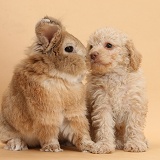 Toy Labradoodle puppy and rabbit