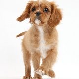 Ruby Cavalier puppy