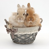 Two Lionhead-cross bunnies in a basket