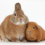 Netherland Dwarf-cross rabbit and red Guinea pig