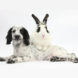 Black-and-white puppy with rabbit