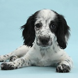 Black-and-white puppy on blue background