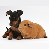 Miniature Pinscher puppy and Guinea pig