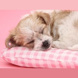 Cute sleeping Bichon x Yorkie pup on pink background