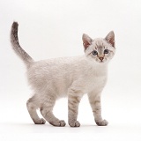 Sepia kitten standing