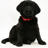 Black Goldador puppy with red collar, sitting