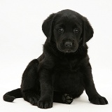 Black Goldador pup, sitting