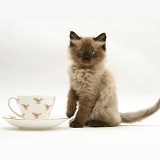 Chocolate Birman-cross kitten with teacup