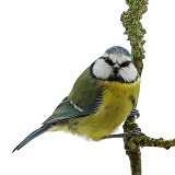 Blue Tit