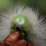PaleTussock Moth caterpillar