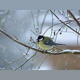 Great Tit in snow