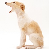 Borzoi puppy