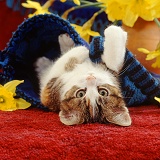 Kitten lying in blue bag with daffodils