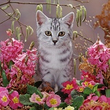Silver tabby kitten with catkins and flowers
