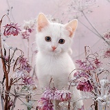 White kitten, among snowy flowers