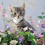 Tabby kitten among flowers