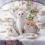 Cosy kittens with china tea set