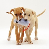 Saluki puppies playing with a toy