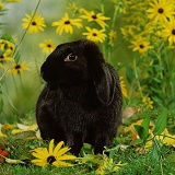 Black rabbit and flowers