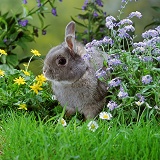 Siamese Sable Dwarf rabbit among flowers