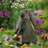 Steel French Lop baby rabbit among flowers
