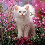 White kitten among pink flowers