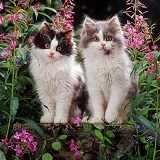 Bicolour Persian-cross kittens and flowers