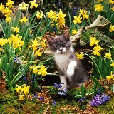 Blue-and-white kitten among Daffodils