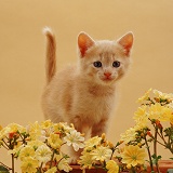 Ginger kitten and flowers