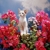 Kitten and pink roses