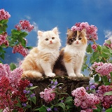 Cream and calico kittens with pink lilac flowers
