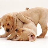 Play-fighting Labrador puppies