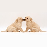 Two cute Labrador Retriever pups